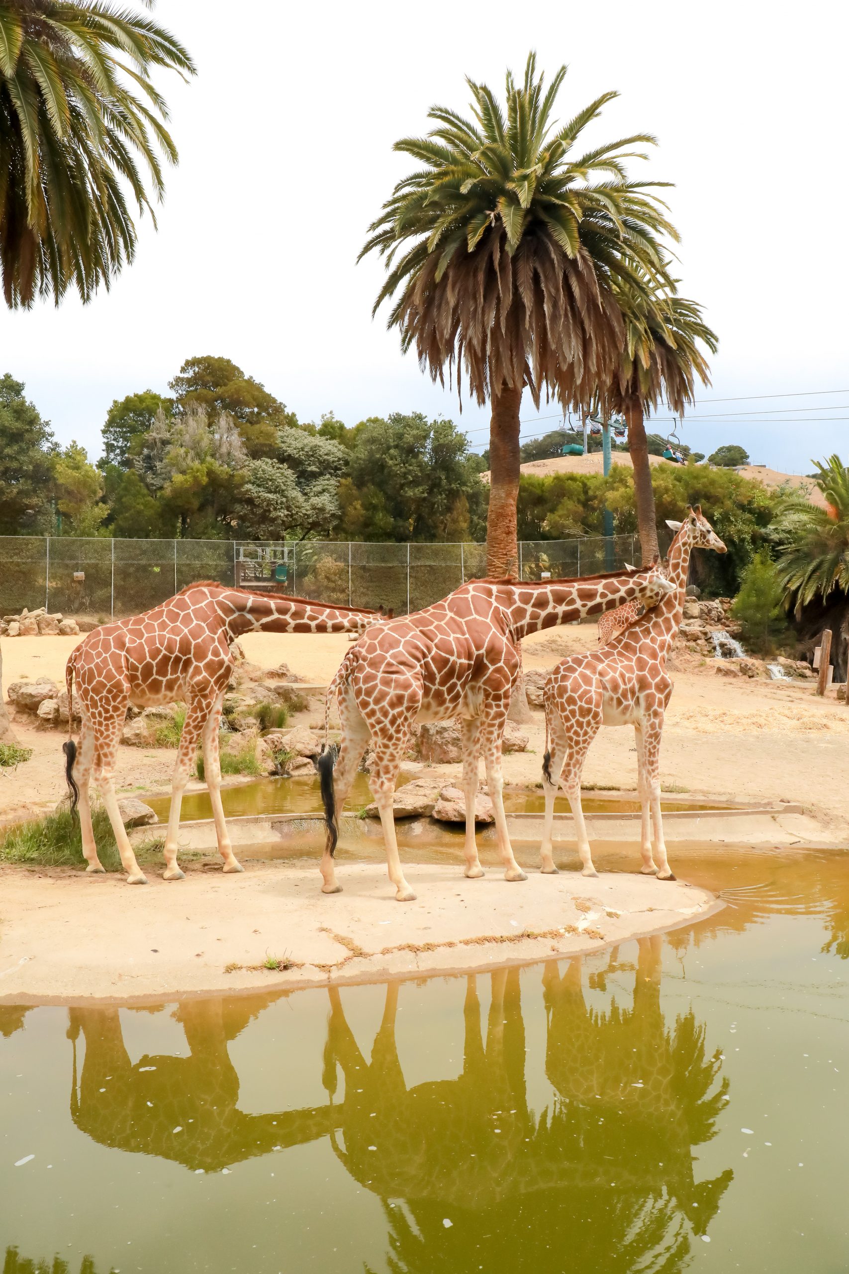 Oakland zoo